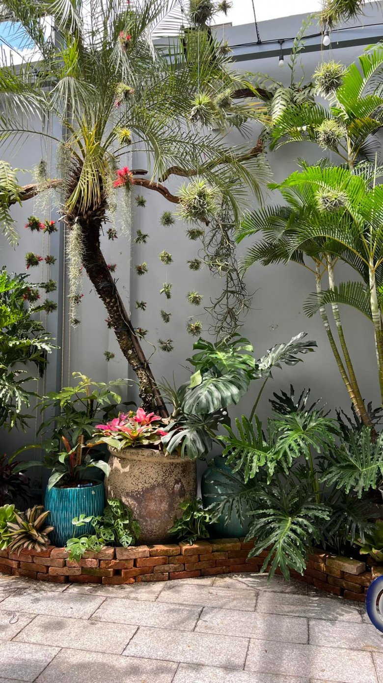 Mẹ đảm làm vườn nhiệt đới ở Cần Thơ: Rộng 100m2, đẹp mãn nhãn như ở Nam Mỹ - 6