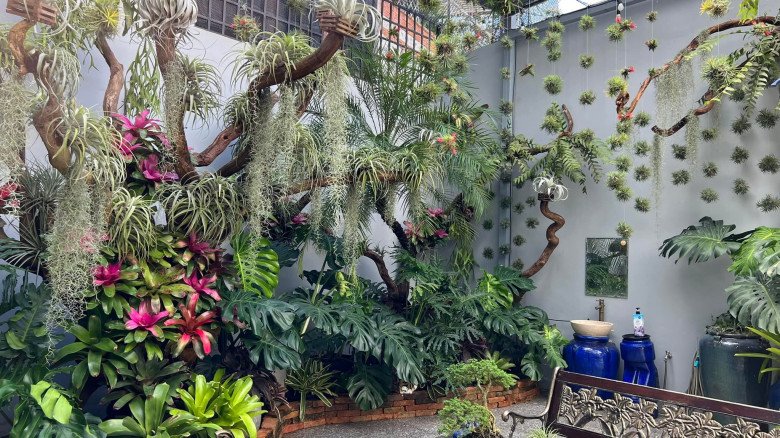 Mẹ đảm làm vườn nhiệt đới ở Cần Thơ: Rộng 100m2, đẹp mãn nhãn như ở Nam Mỹ - 4