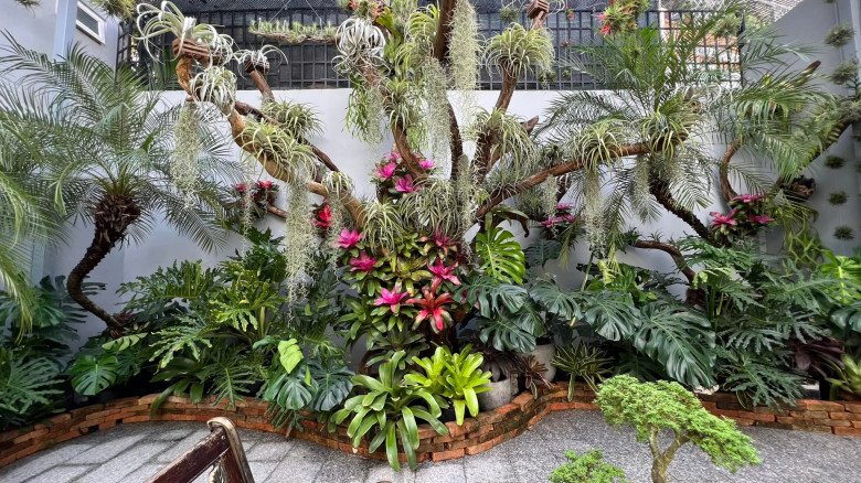 Mẹ đảm làm vườn nhiệt đới ở Cần Thơ: Rộng 100m2, đẹp mãn nhãn như ở Nam Mỹ - 3
