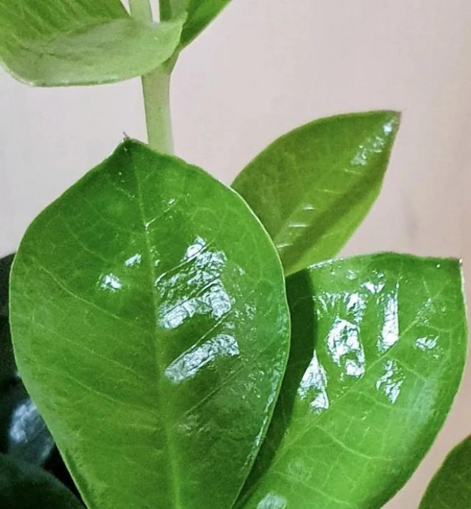 Cây kim tiền phát triển không tốt, tưới chút "nước thần" này, lá sáng như gương, to và đẹp - 2