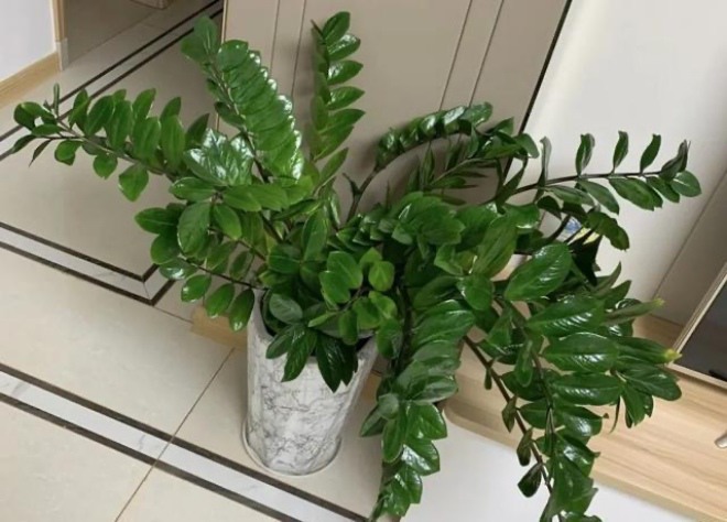 Cây kim tiền phát triển không tốt, tưới chút "nước thần" này, lá sáng như gương, to và đẹp - 4