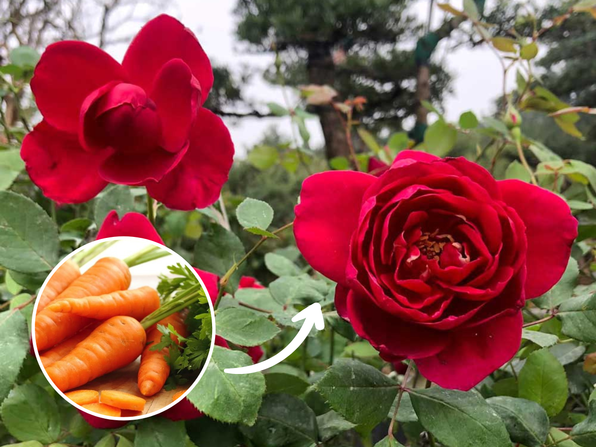 Hoa hồng phát triển chậm, tưới 8 loại nước “thần thánh” này chồi nụ bật ầm ầm, lá xanh tươi tốt - 6
