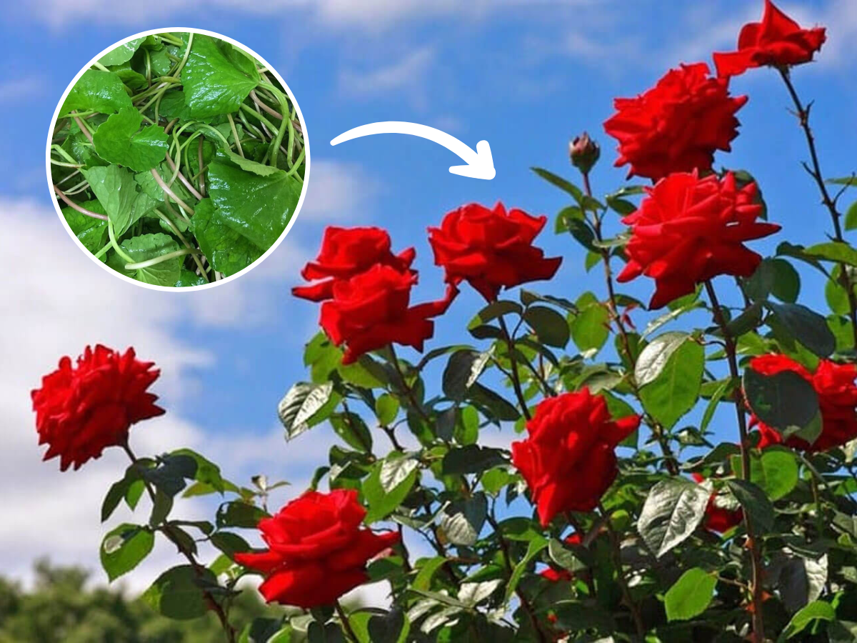 Hoa hồng phát triển chậm, tưới 8 loại nước “thần thánh” này chồi nụ bật ầm ầm, lá xanh tươi tốt - 5