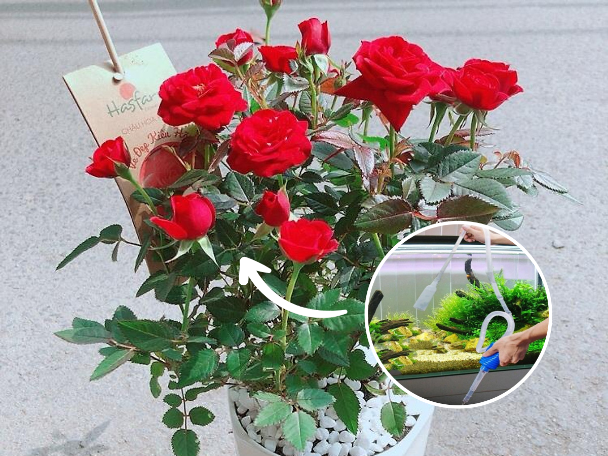 Hoa hồng phát triển chậm, tưới 8 loại nước “thần thánh” này chồi nụ bật ầm ầm, lá xanh tươi tốt - 9