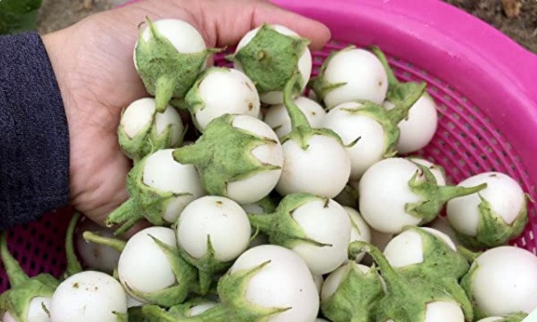 Muối cà pháo nhớ làm thêm bước này, quả nào cũng trắng phau phau, giòn tan, để cả tháng không nổi váng - 5