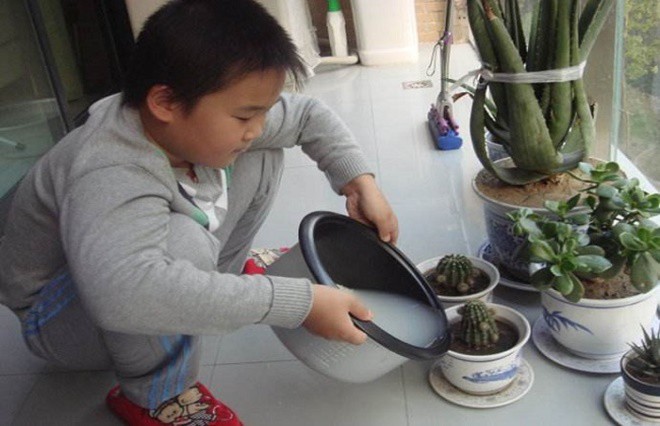 Nước vo gạo trồng hoa rất tốt nhưng tưới thế này chỉ khiến nhà bốc mùi, thu hút côn trùng, dễ chết cây - 5