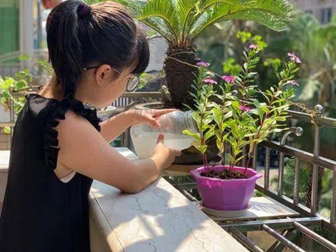 Nước vo gạo trồng hoa rất tốt nhưng tưới thế này chỉ khiến nhà bốc mùi, thu hút côn trùng, dễ chết cây - 4