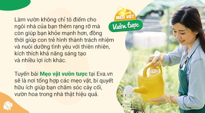Nước vo gạo trồng hoa rất tốt nhưng tưới thế này chỉ khiến nhà bốc mùi, thu hút côn trùng, dễ chết cây - 1