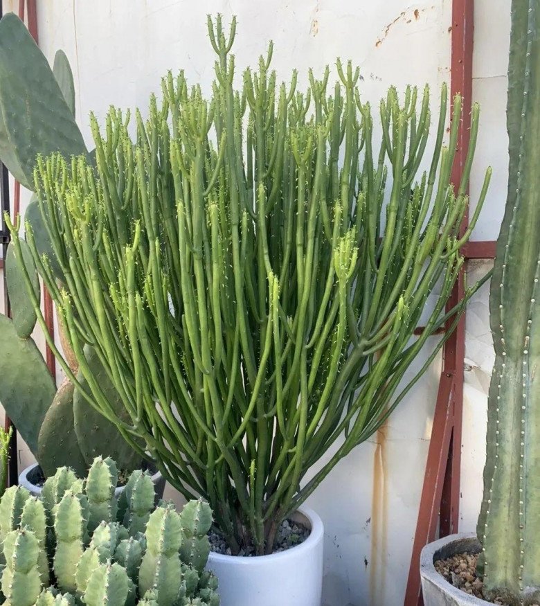 6 loại hoa đừng trưng trong nhà, hoa vượng người không vượng, đừng ngớ ngẩn coi như bảo bối - 3