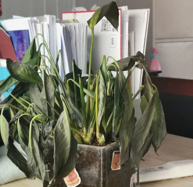 6 loại hoa đừng trưng trong nhà, hoa vượng người không vượng, đừng ngớ ngẩn coi như bảo bối - 2