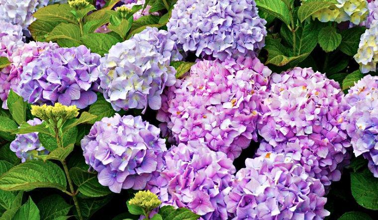 Trồng hoa hồng, cẩm tú cầu hãy dùng giấm gạo, 2 năm không vàng lá, đảm bảo không sâu bệnh - 3