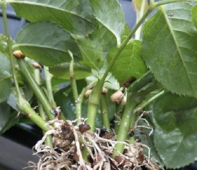 Trồng hoa hồng, cẩm tú cầu hãy dùng giấm gạo, 2 năm không vàng lá, đảm bảo không sâu bệnh - 2