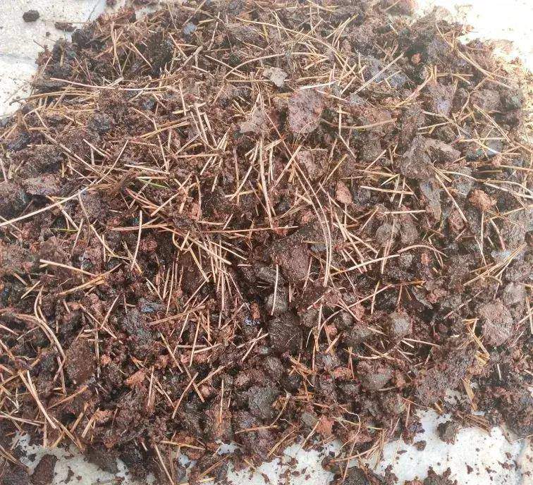 Ngâm 4 loại rác này với nước vo gạo, độ phì nhiêu tăng gấp đôi, tưới cây nào cũng xanh tốt - 3