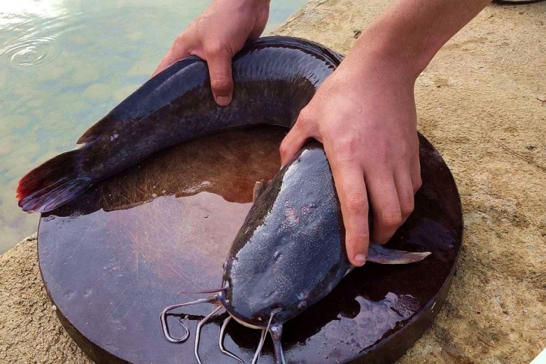 Loại cá bị chê bẩn nhưng bổ ngang vi cá mập, chợ Việt bán đầy mà ít người biết mua ăn - 1