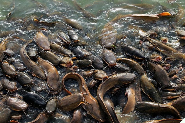 Loại cá bị chê bẩn nhưng bổ ngang vi cá mập, chợ Việt bán đầy mà ít người biết mua ăn - 2
