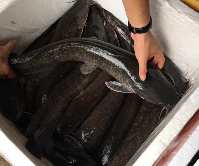 Loại cá bị chê bẩn nhưng bổ ngang vi cá mập, chợ Việt bán đầy mà ít người biết mua ăn - 4