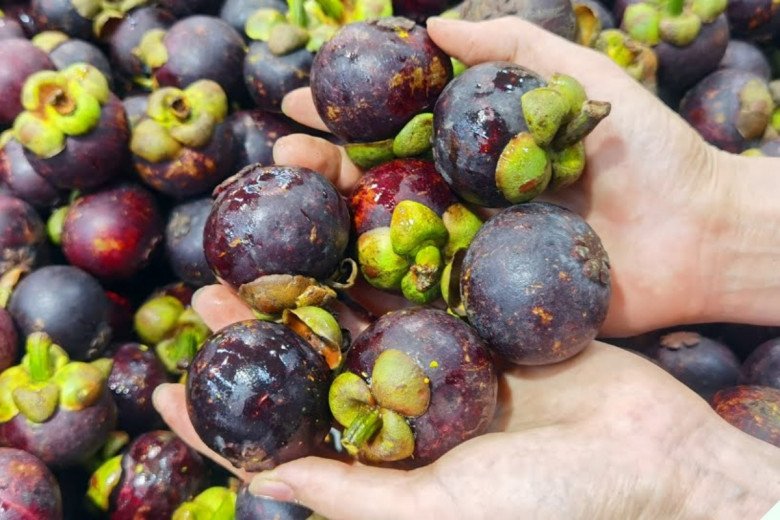 Măng cụt vào vụ khi mua nhìn kỹ 3 điểm này 10 quả ngọt cả 10, cùi dày, không sượng - 5