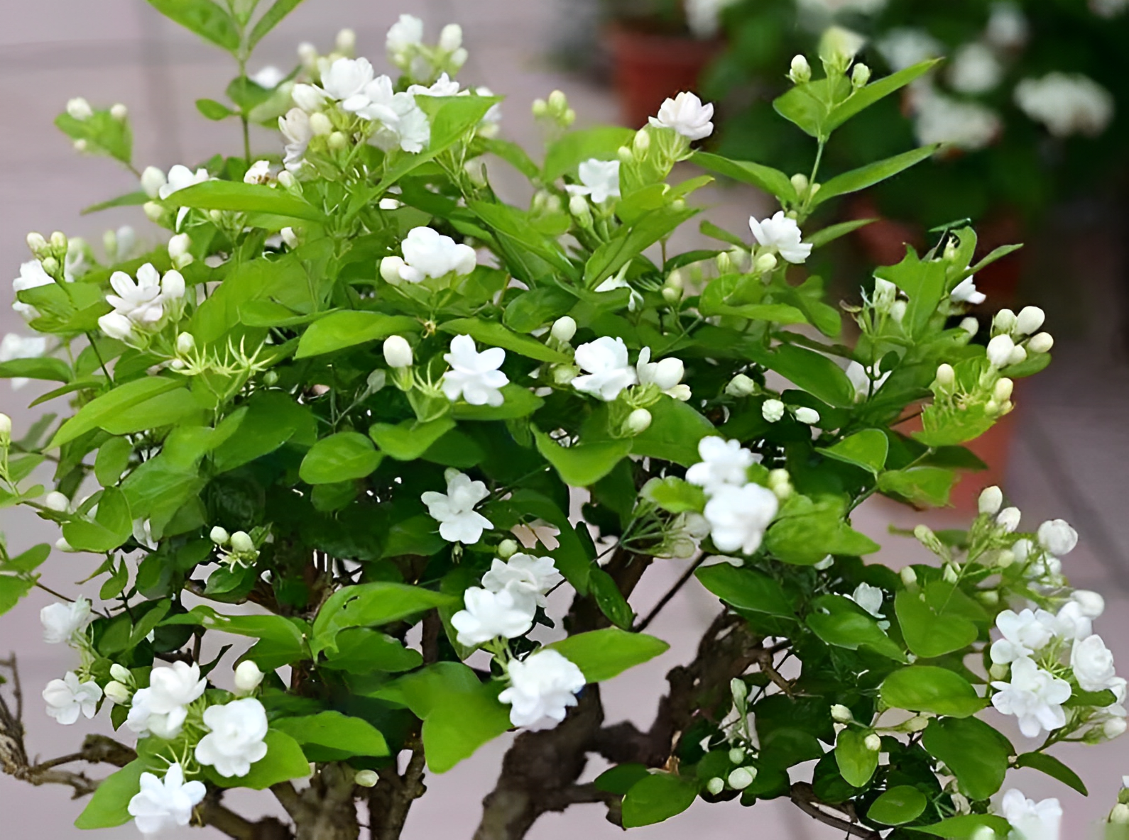 6 loại cây có hoa thơm nức mũi, trồng 1 chậu ở ban công, nhà lúc nào cũng ngào ngạt hương thơm - 3