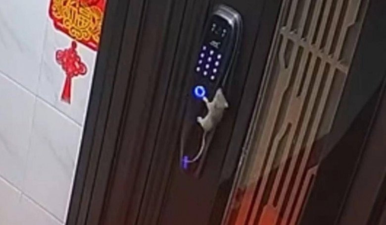 Chuông cửa vang lên lúc nửa đêm, chủ nhà sợ xanh mặt không dám ngủ, xem camera xong thì chết lặng - 1