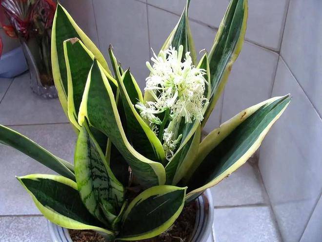 Mùa hè trồng cây lưỡi hổ nhớ 4 "chiêu" này, đảm bảo lá xanh như bôi mỡ, hoa nở rộ gọi lộc vào nhà - 3