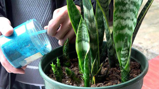 Mùa hè trồng cây lưỡi hổ nhớ 4 "chiêu" này, đảm bảo lá xanh như bôi mỡ, hoa nở rộ gọi lộc vào nhà - 4