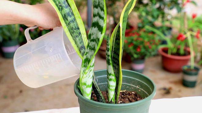 Mùa hè trồng cây lưỡi hổ nhớ 4 "chiêu" này, đảm bảo lá xanh như bôi mỡ, hoa nở rộ gọi lộc vào nhà - 5