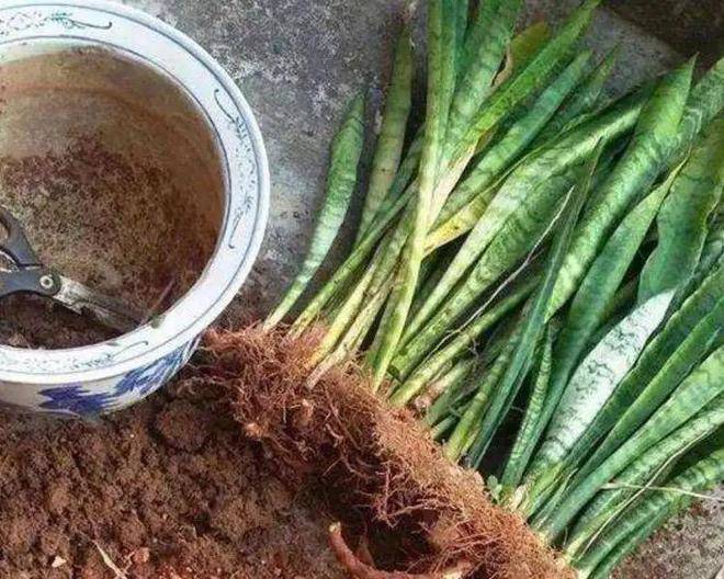 Mùa hè trồng cây lưỡi hổ nhớ 4 "chiêu" này, đảm bảo lá xanh như bôi mỡ, hoa nở rộ gọi lộc vào nhà - 2