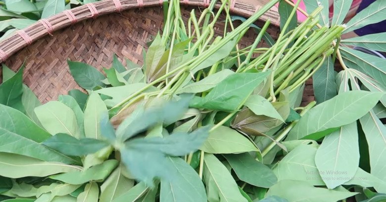 Cứ tưởng trồng chỉ để lấy củ ai ngờ l&aacute; của c&acirc;y n&agrave;y cực ngon, nấu chung với con gi&agrave;u đạm được m&oacute;n bổ từ đầu đến ch&acirc;n - 1