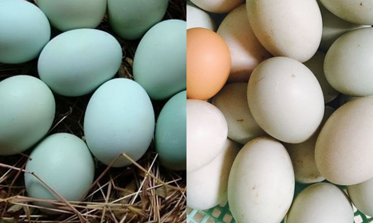 Mua trứng vịt nên chọn loại vỏ trắng hay vỏ xanh? Chọn đúng ăn ngon và bổ hơn, biết rồi thì đừng nhầm nữa nhé - 4