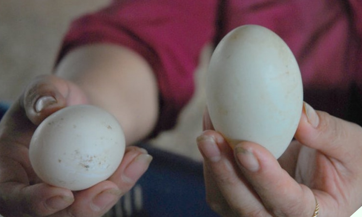 Mua trứng vịt nên chọn loại vỏ trắng hay vỏ xanh? Chọn đúng ăn ngon và bổ hơn, biết rồi thì đừng nhầm nữa nhé - 7