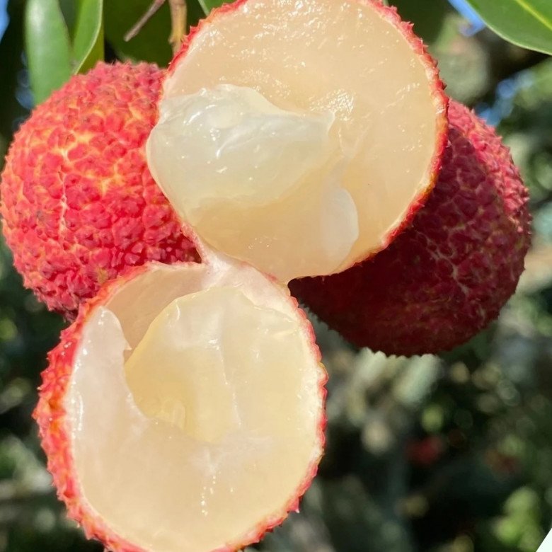 Loại quả được ví là “BHA của da” lúc mua đừng chọn quả đỏ cứ nhìn điểm này quả nào cũng ngọt lịm, hạt bé tí ti - 3