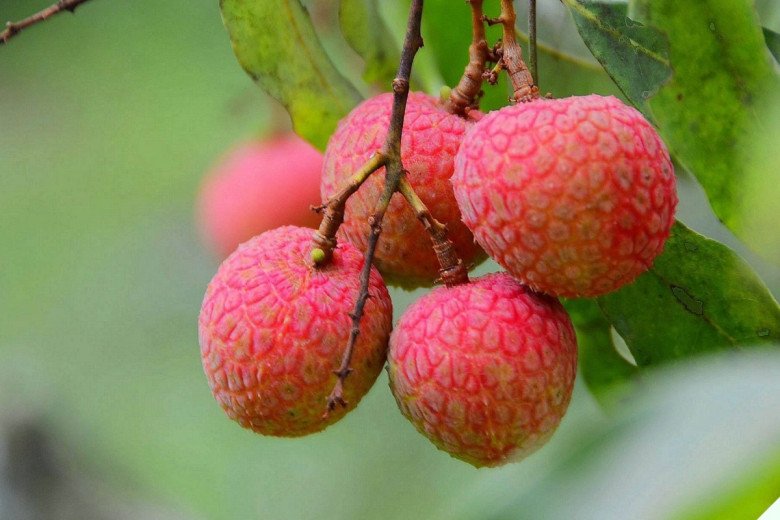 Loại quả được ví là “BHA của da” lúc mua đừng chọn quả đỏ cứ nhìn điểm này quả nào cũng ngọt lịm, hạt bé tí ti - 8