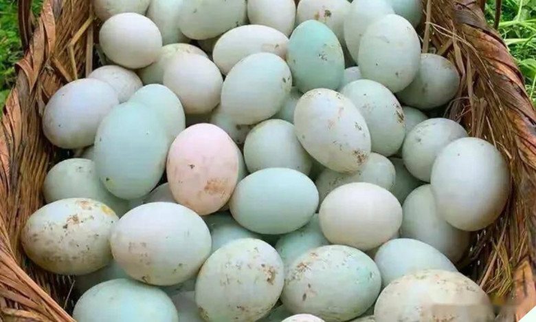 Mua trứng vịt nên chọn loại vỏ trắng hay vỏ xanh? Chọn đúng ăn ngon và bổ hơn, biết rồi thì đừng nhầm nữa nhé - 1