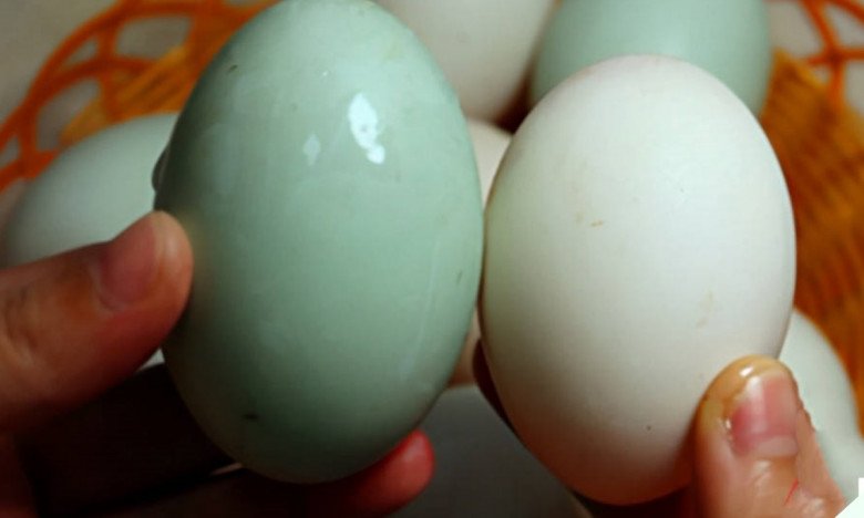 Mua trứng vịt nên chọn loại vỏ trắng hay vỏ xanh? Chọn đúng ăn ngon và bổ hơn, biết rồi thì đừng nhầm nữa nhé - 2