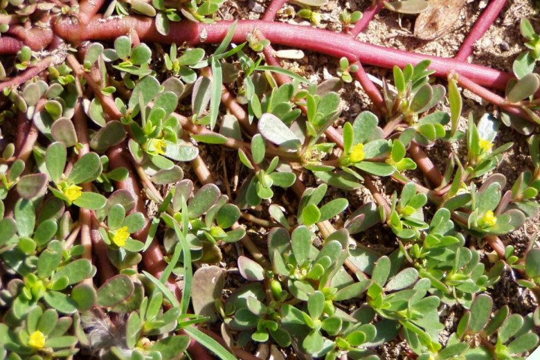 Thường ăn 3 loại “rau trường thọ” này tốt hơn thuốc bổ, số 2 vườn nhà nào cũng có mà không biết lấy ăn - 8