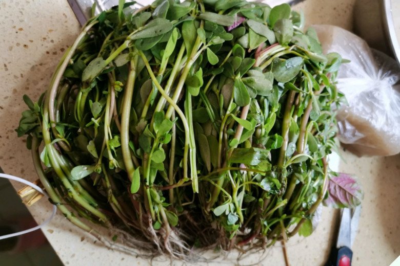Thường ăn 3 loại “rau trường thọ” này tốt hơn thuốc bổ, số 2 vườn nhà nào cũng có mà không biết lấy ăn - 9