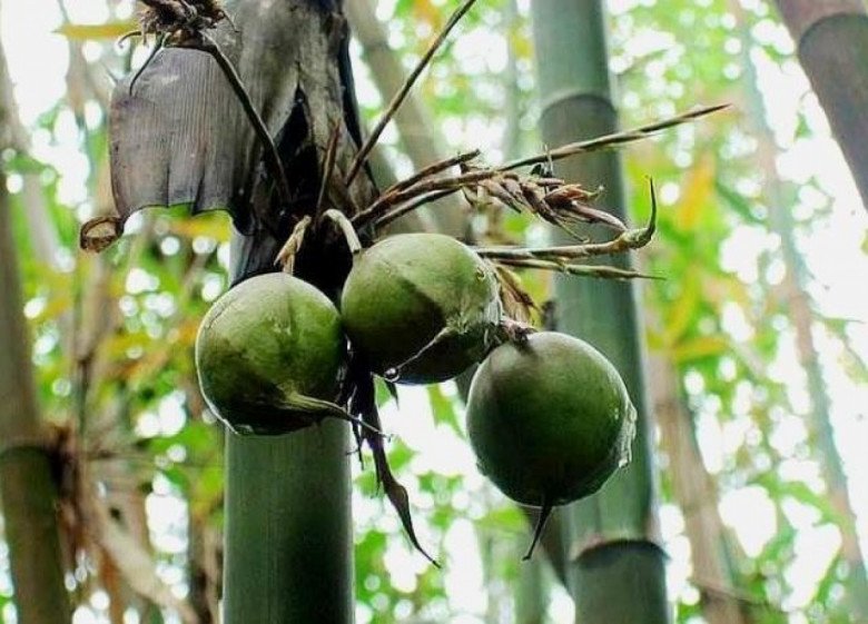 Loại cây “trăm năm mới kết trái”, nhưng hễ ra quả là điềm gở, mọc đầy ở Việt Nam - 2