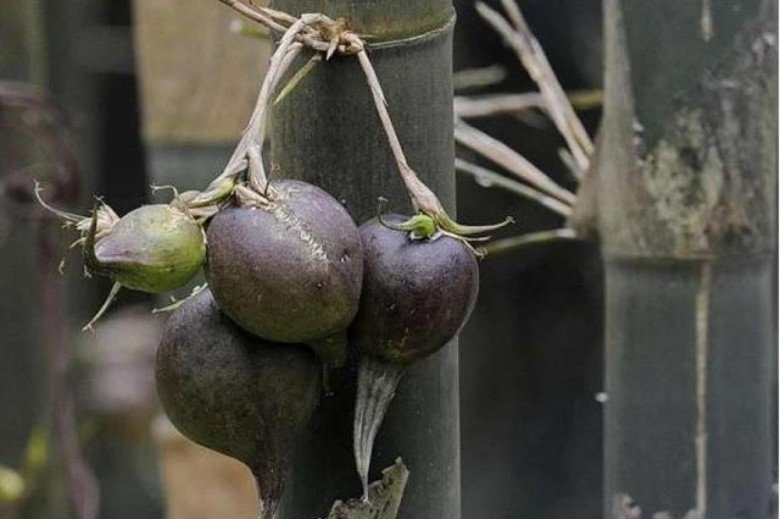 Loại cây “trăm năm mới kết trái”, nhưng hễ ra quả là điềm gở, mọc đầy ở Việt Nam - 3