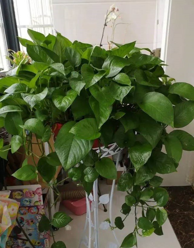 Trồng trầu bà cho 1 thìa này vào nước tưới, hiệu quả hơn cả phân bón, lá xanh bóng như bôi mỡ - 2