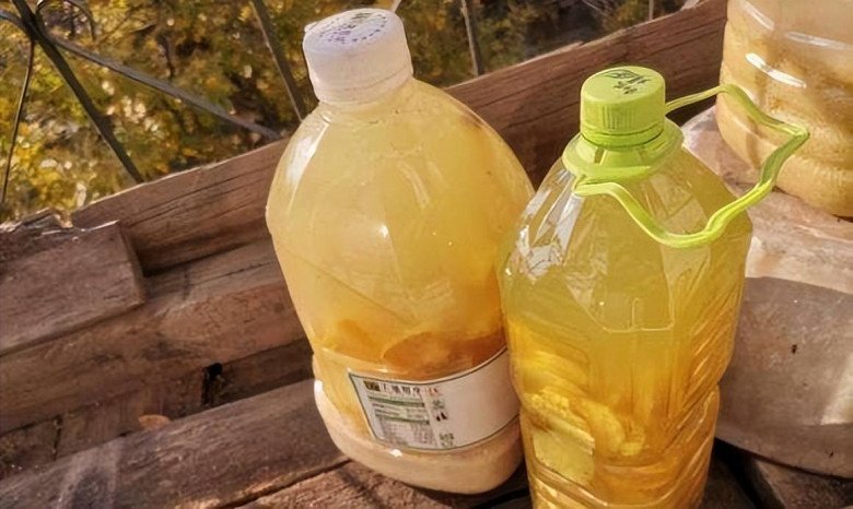 Trồng trầu bà cho 1 thìa này vào nước tưới, hiệu quả hơn cả phân bón, lá xanh bóng như bôi mỡ - 3