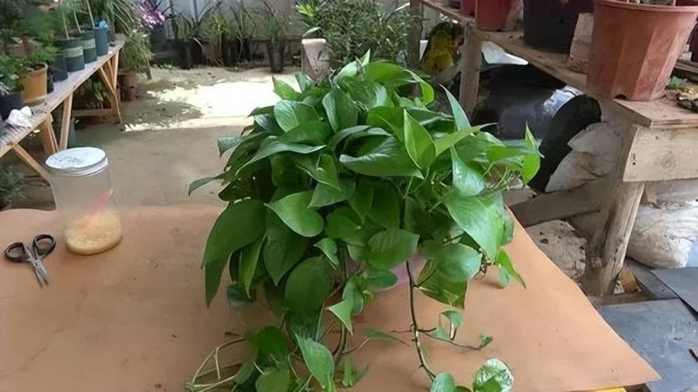 Trồng trầu bà cho 1 thìa này vào nước tưới, hiệu quả hơn cả phân bón, lá xanh bóng như bôi mỡ - 4