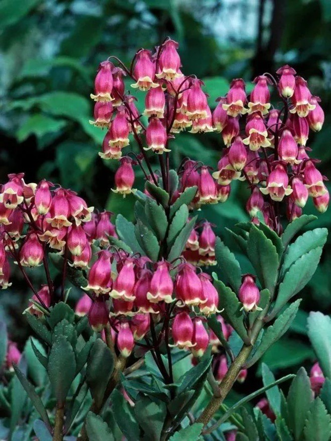 5 loại hoa đẹp “lạ”, mỗi bông như đèn lồng tí hon, trồng một chậu là rực rỡ cả góc nhà - 2