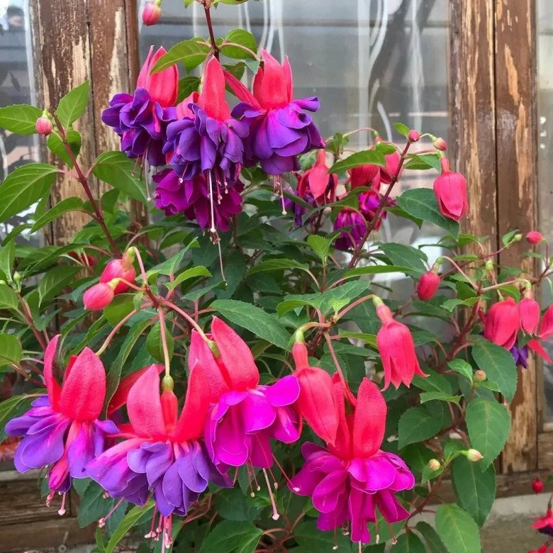 5 loại hoa đẹp “lạ”, mỗi bông như đèn lồng tí hon, trồng một chậu là rực rỡ cả góc nhà - 1