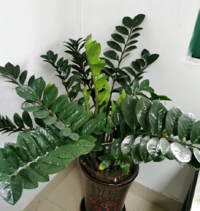 Trồng kim tiền đừng động vào 4 “cạm bẫy” này, đảm bảo lá xanh bóng, khó ra hoa đến mấy cũng trổ bông - 4