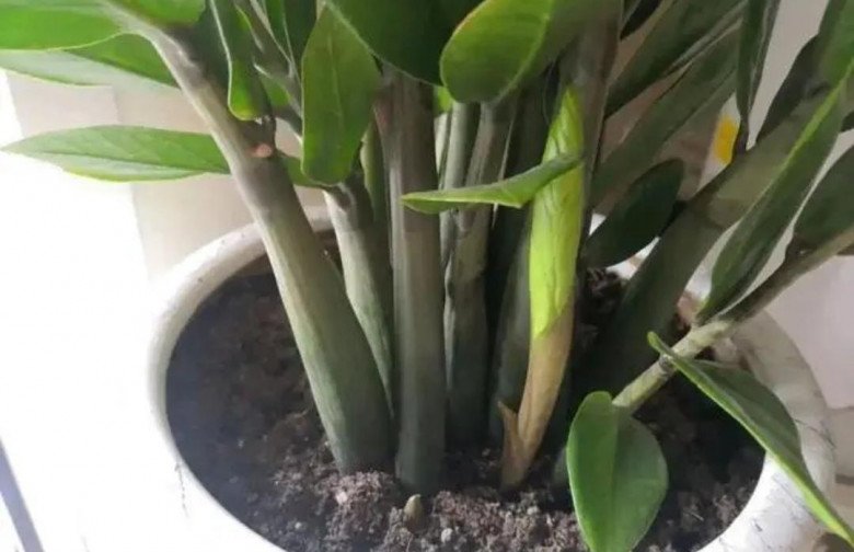 Trồng kim tiền đừng động vào 4 “cạm bẫy” này, đảm bảo lá xanh bóng, khó ra hoa đến mấy cũng trổ bông - 2