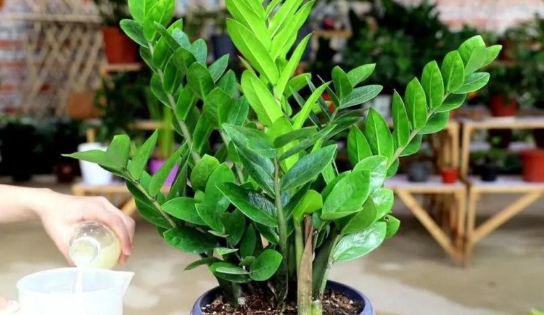 Trồng kim tiền đừng động vào 4 “cạm bẫy” này, đảm bảo lá xanh bóng, khó ra hoa đến mấy cũng trổ bông - 3