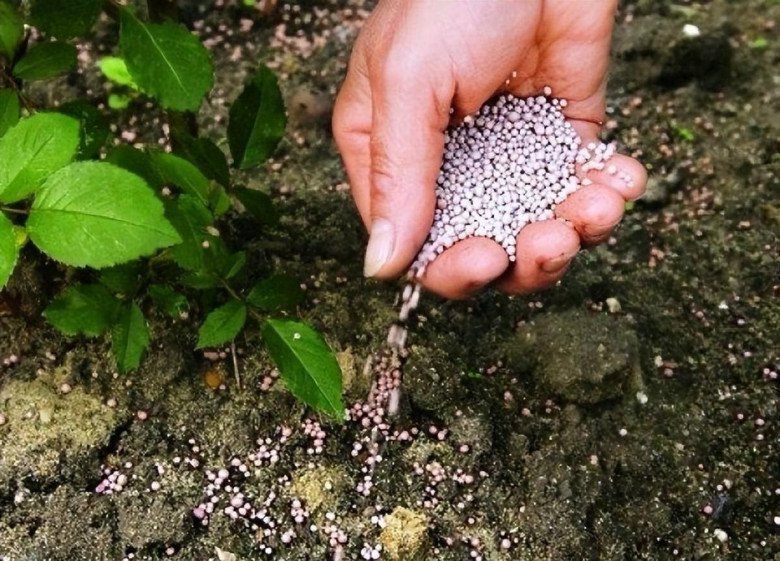 Trồng hoa hồng hãy thường xuyên làm 3 việc này, hoa ra gấp đôi, bông nào cũng đẹp không tì vết - 2