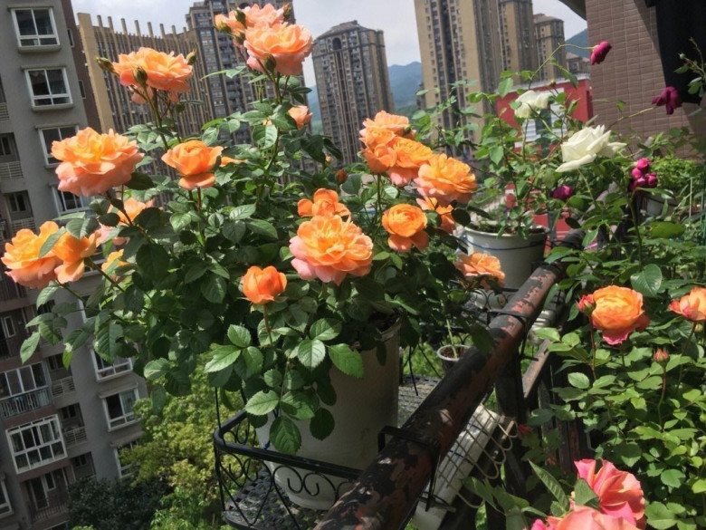 Trồng hoa hồng hãy thường xuyên làm 3 việc này, hoa ra gấp đôi, bông nào cũng đẹp không tì vết - 3