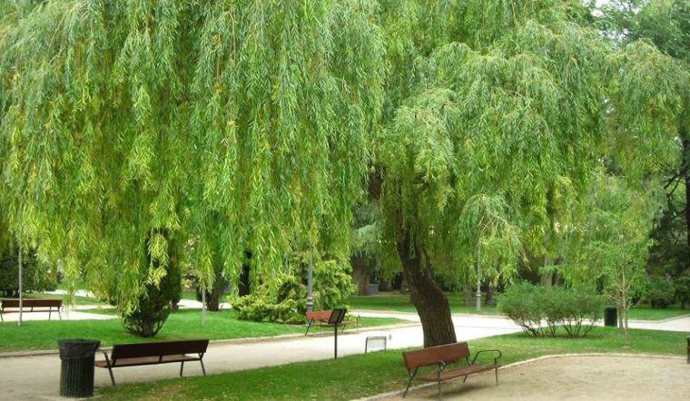 5 cây này một khi vào nhà, nhà nghèo khó giàu, đừng tùy tiện trông kẻo thiệt thân - 2