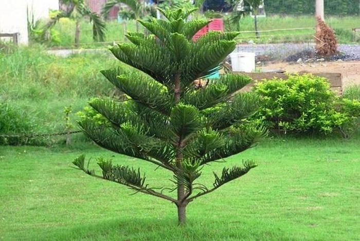 5 cây này một khi vào nhà, nhà nghèo khó giàu, đừng tùy tiện trông kẻo thiệt thân - 4